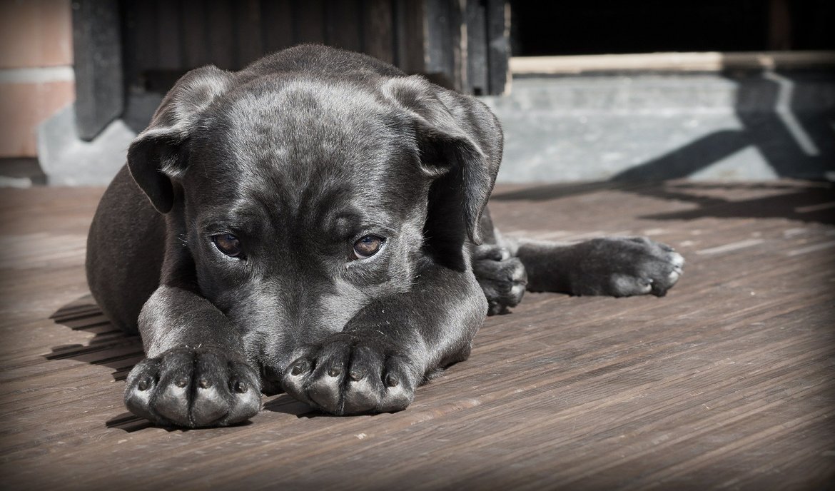 Ellbogendysplasie beim Hund: Ursachen, Symptome und Behandlung